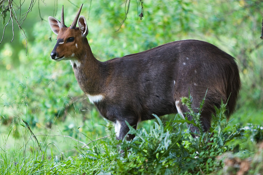 210   Bush buck bale mountain